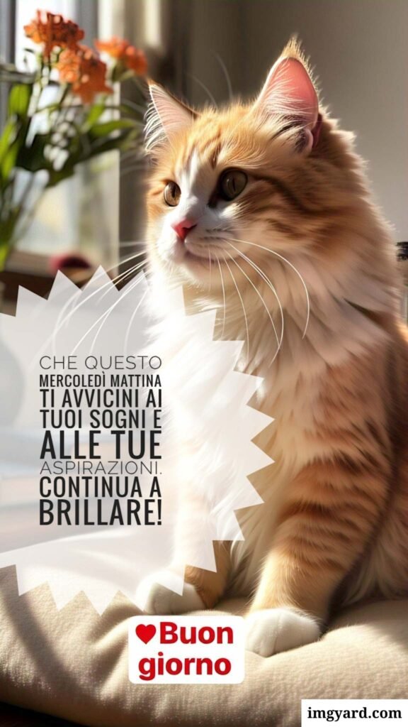 buongiorno mercoledì-33