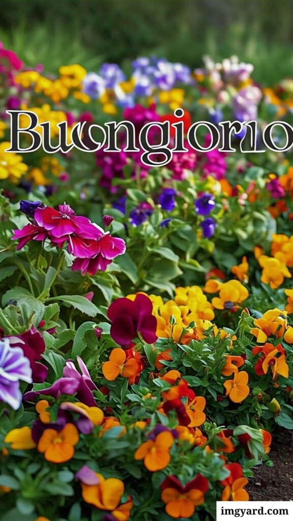 whatsapp bellissime buongiorno immagini nuove-16