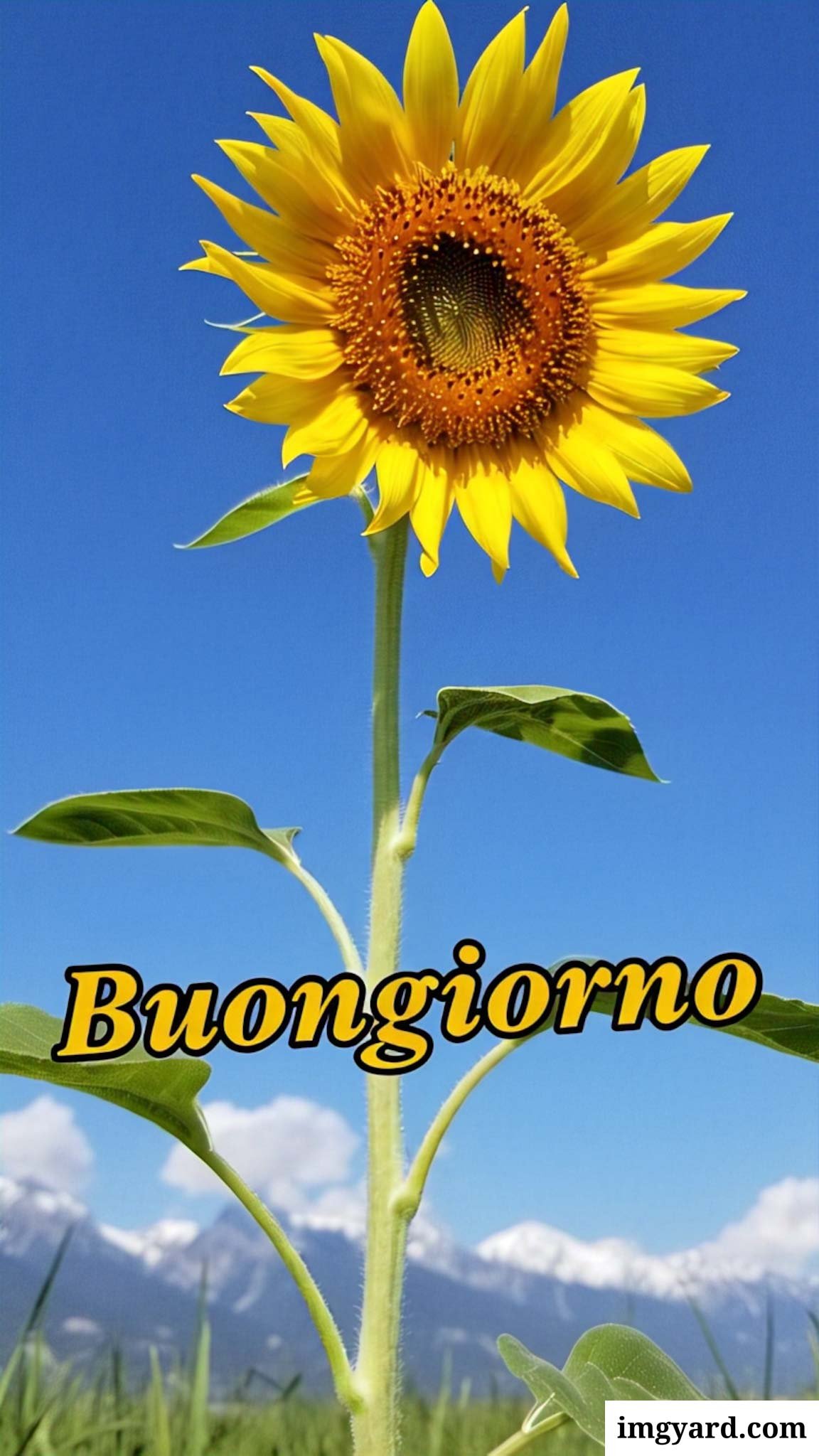 mozzafiato significativo originali nuovissimo buongiorno immagini recenti​-21